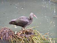 Ibis de Ridgway, Plegadis ridgwayi (Photo F. Mrugala) (1)